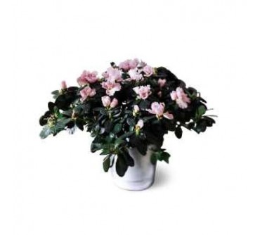 Azalea